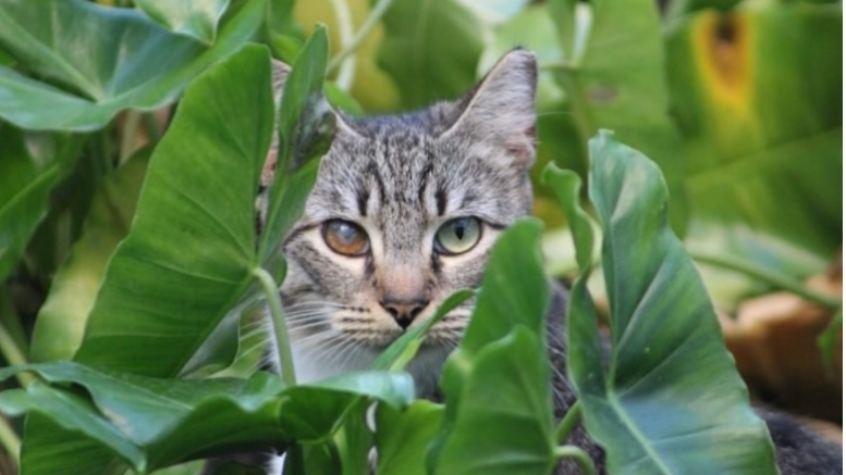 Kitty with heterochromia chilling in some plants. (Photo by Nicholas Cody, courtesy of FIU Cats/Instagram)